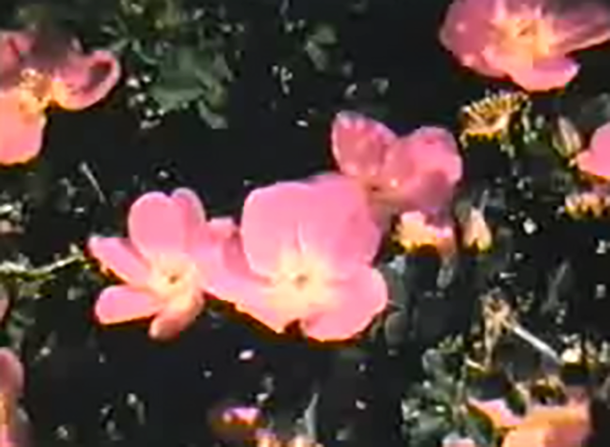 A Glimpse of the Garden