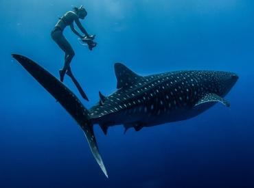 international ocean film tour julie gautier 